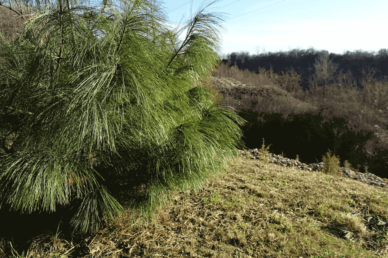 Śląski Ogród Botaniczny w Radzionkowie