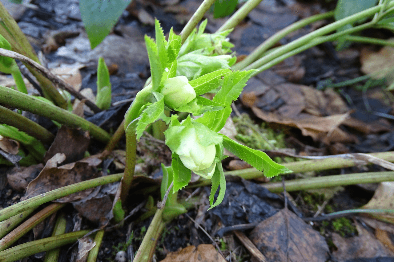 Śląski Ogród Botaniczny w Radzionkowie