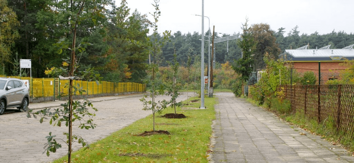 Aleja Dębów w Kaletach