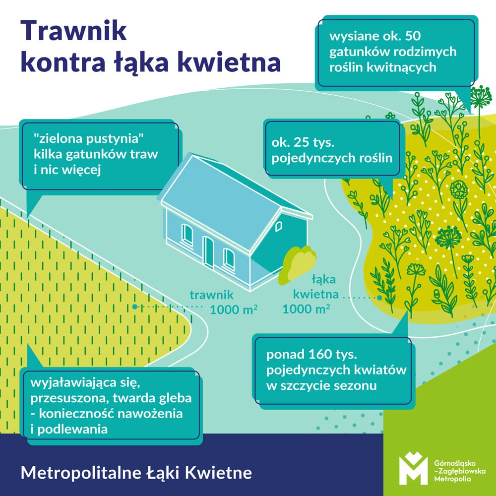 Tarnowskie Góry, łąki kwietne