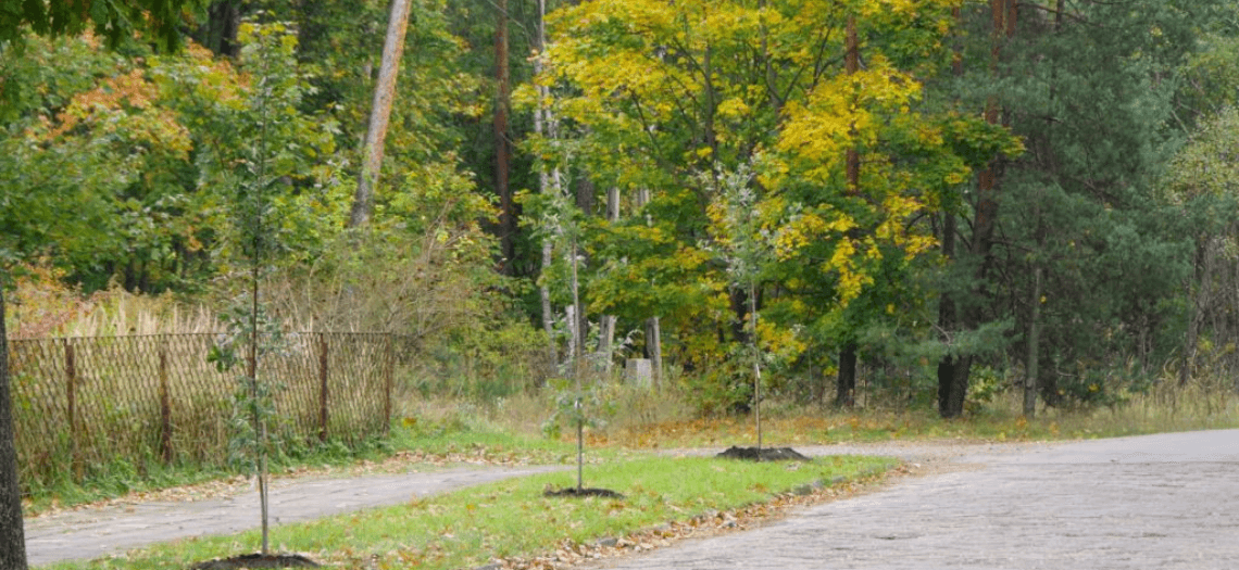 Aleja Dębów w Kaletach