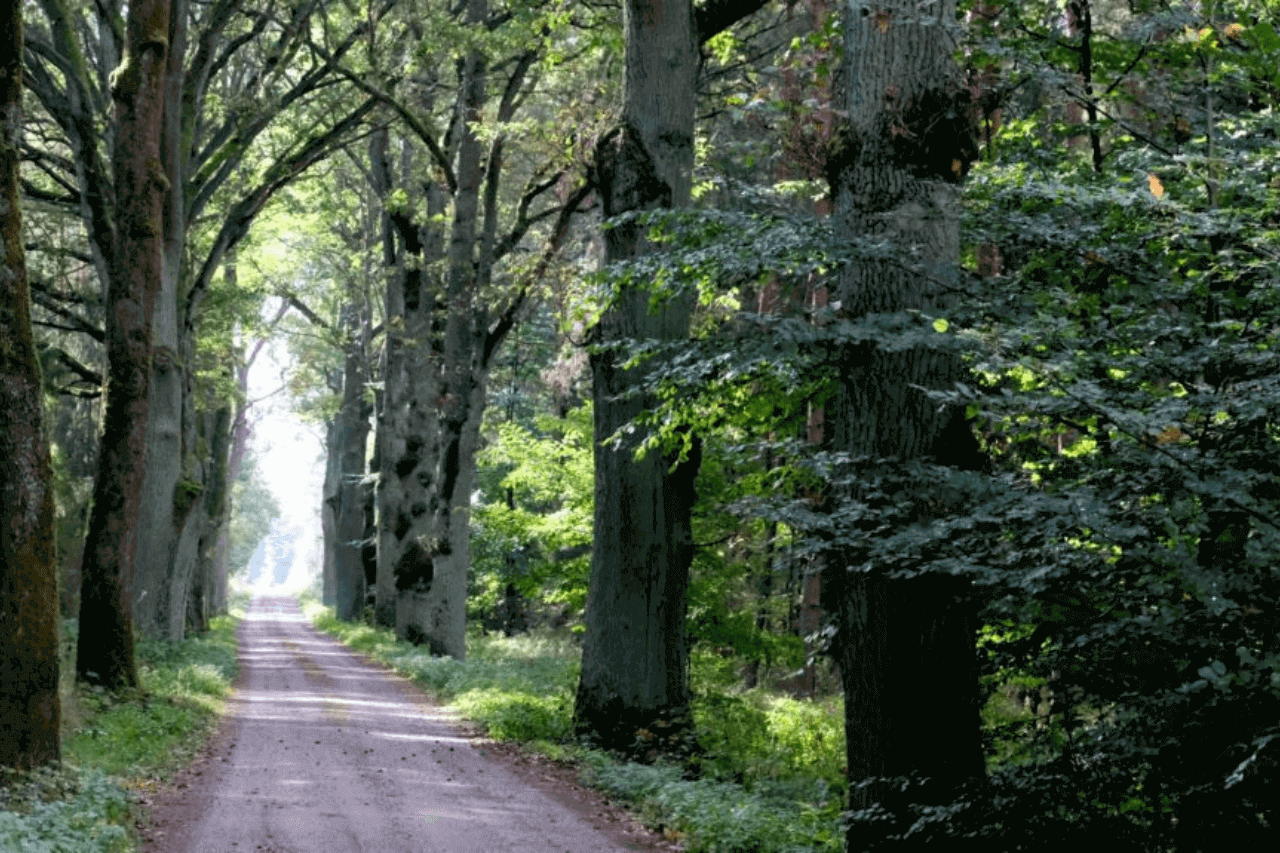 Aleja dębów w Kaletach