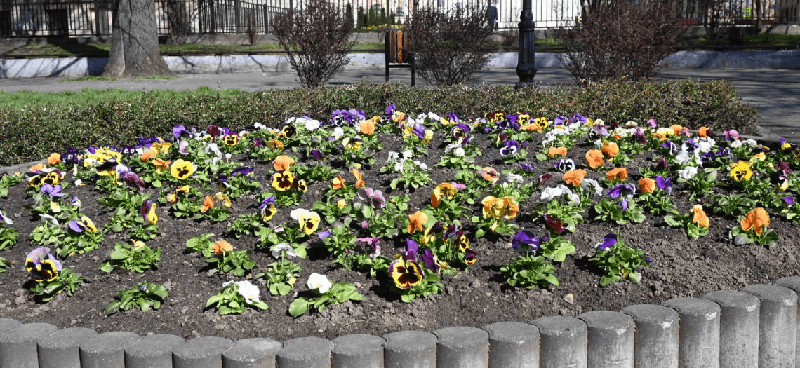 Kwiaty w Tarnowskich Górach