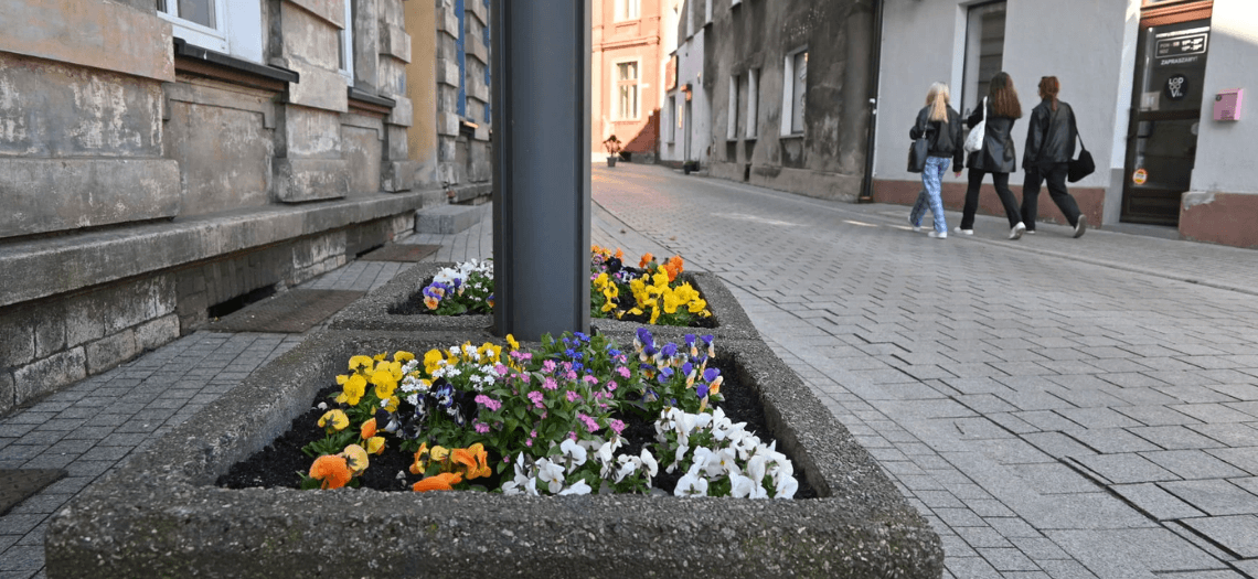 Kwiaty w Tarnowskich Górach