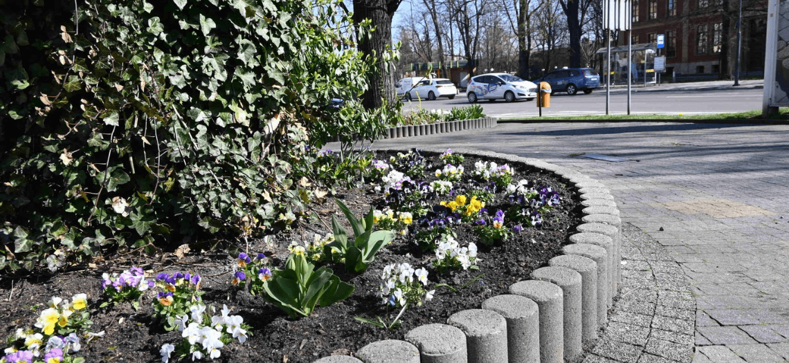 Kwiaty w Tarnowskich Górach