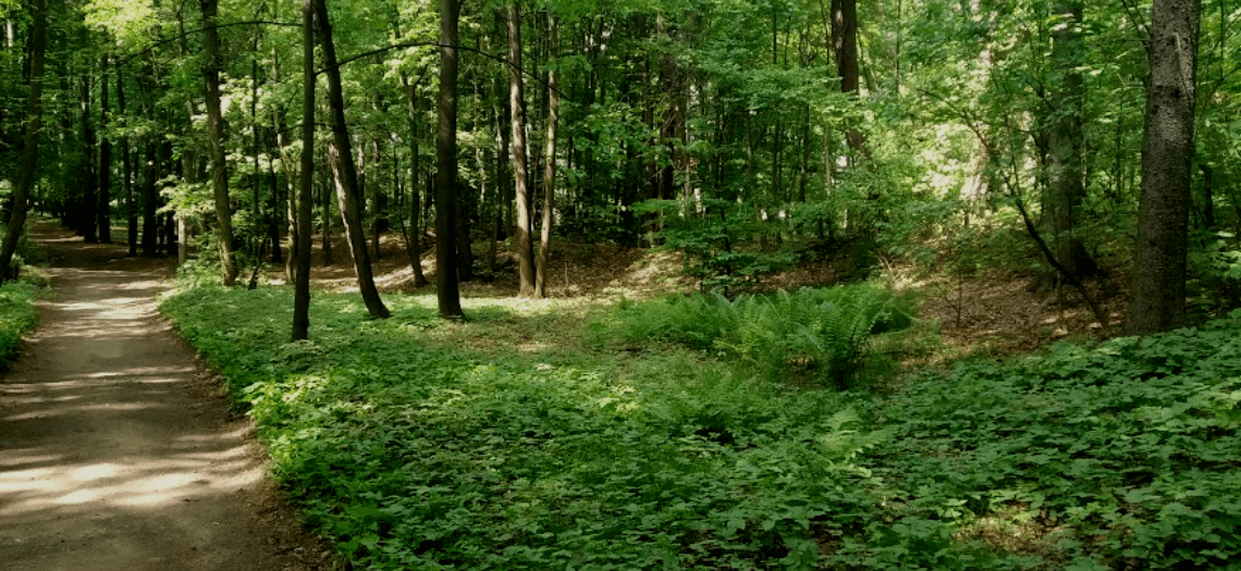 Park Miejski w Tarnowskich Górach
