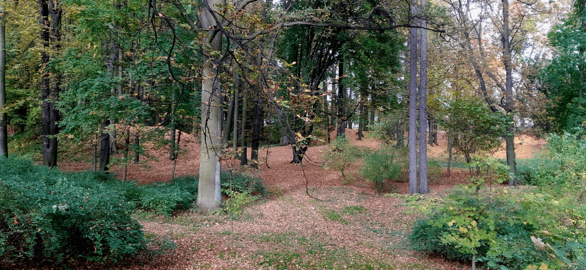 Park Miejski w Tarnowskich Górach 8