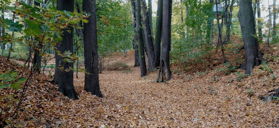 Park Miejski w Tarnowskich Górach 9