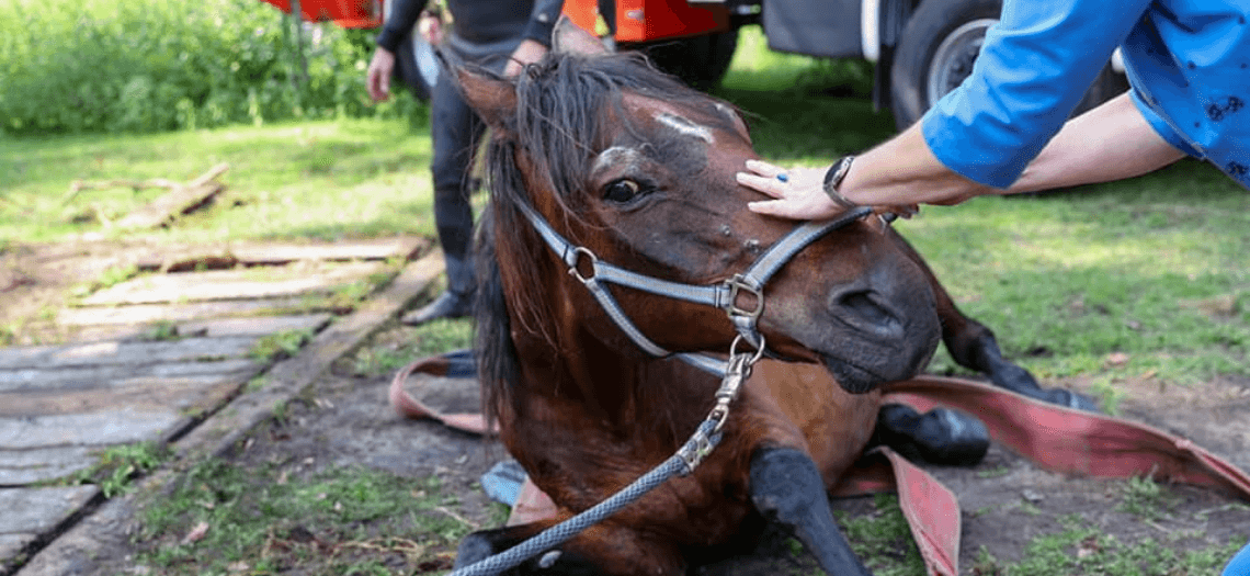 Strażacy ratowali konia