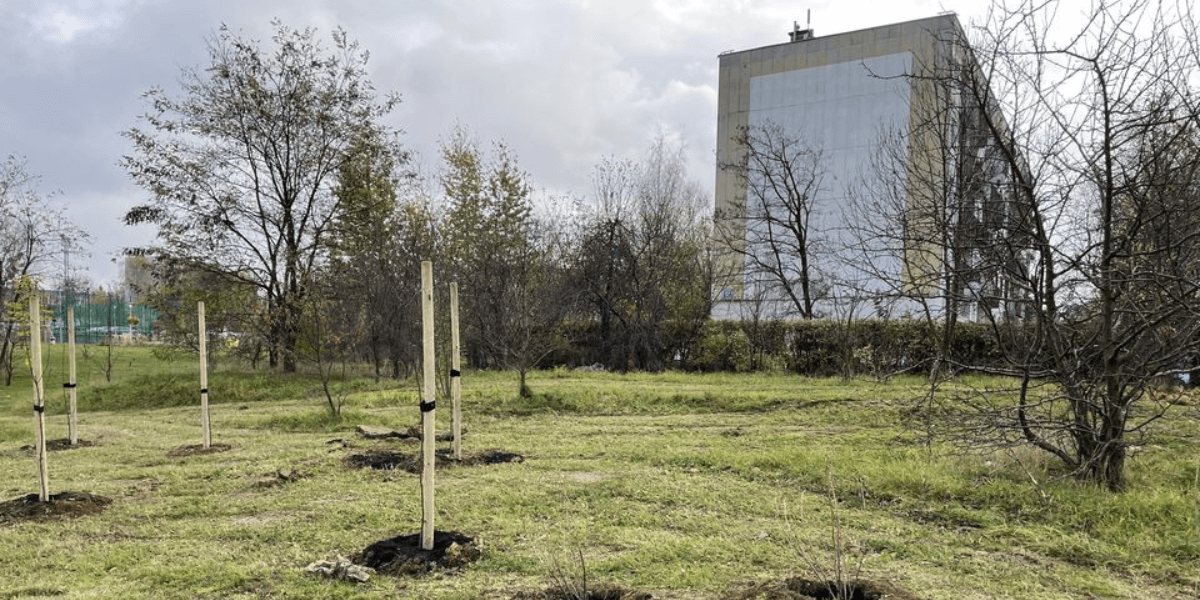 Tarnowskie Góry - nasadzenia i wycinki: skwer przy ul. Morcinka