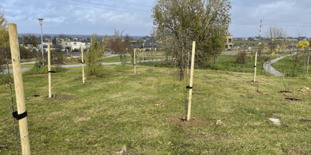 Tarnowskie Góry - nasadzenia i wycinki: skwer przy ul. Morcinka