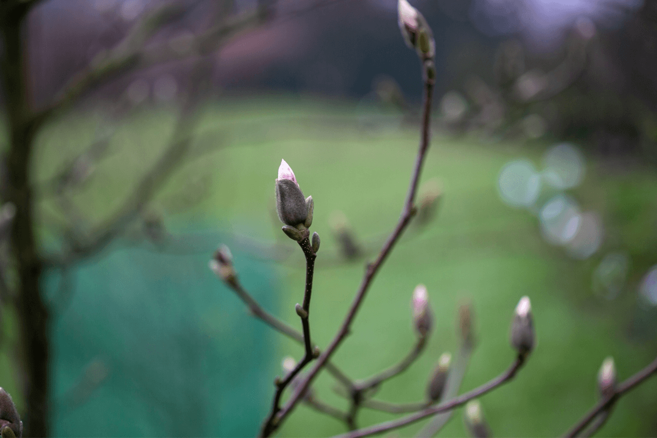 Wiosna w Śląskim Ogrodzie Botanicznym