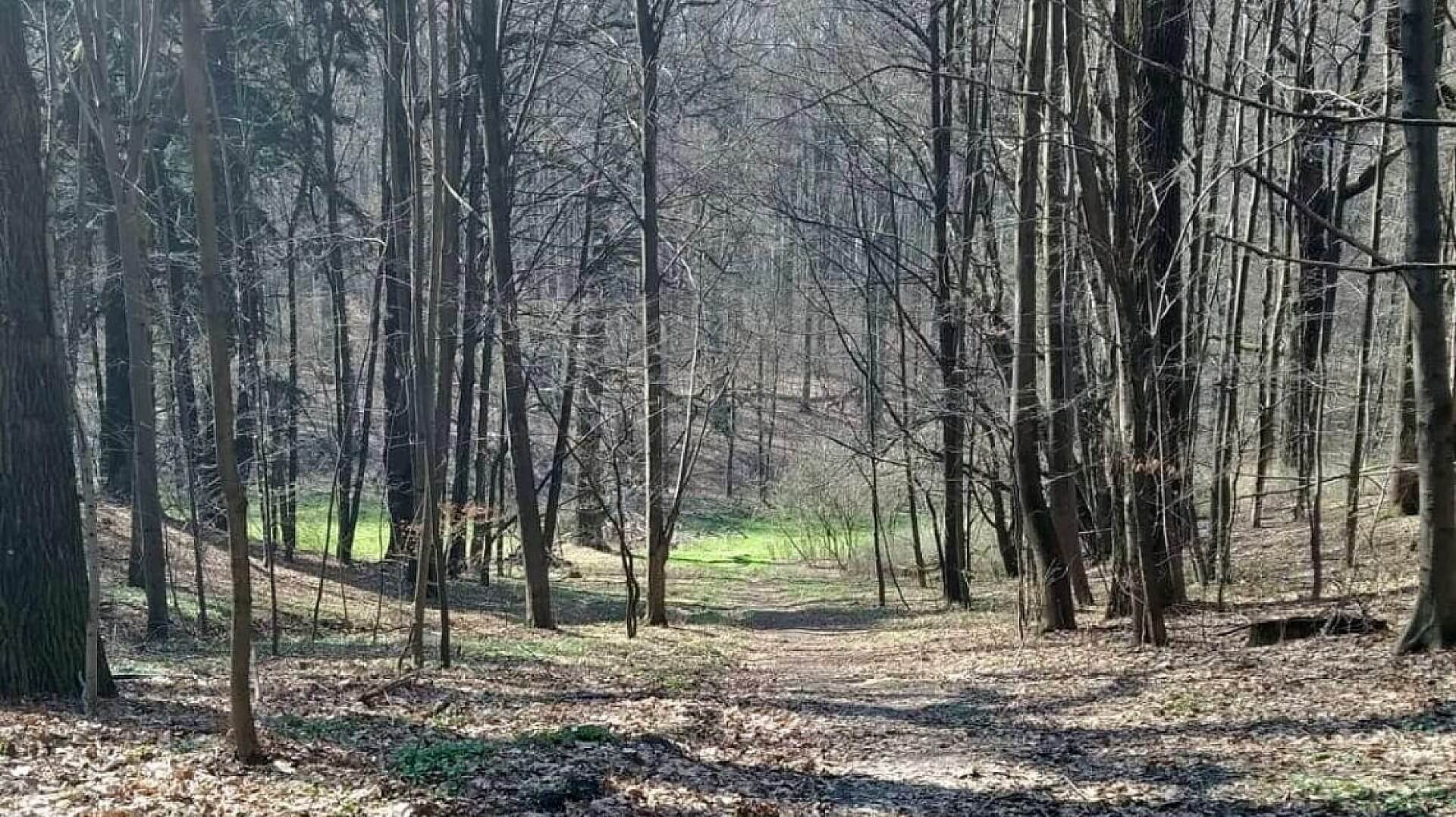 Tarnowskie gory pomniki przyrody Tarnowskie gory pomniki przyrody