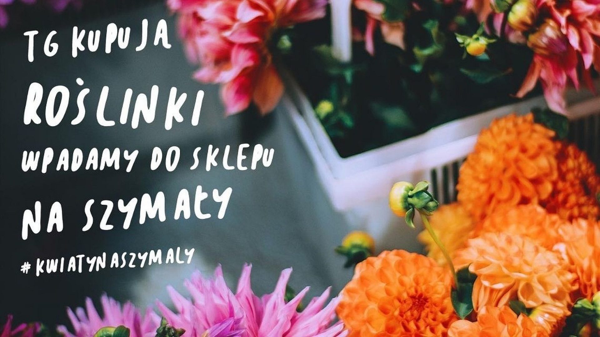 Tarnowskie gory kwiaty na szymaly Easy Resize com Tarnowskie gory kwiaty na szymaly Easy Resize com