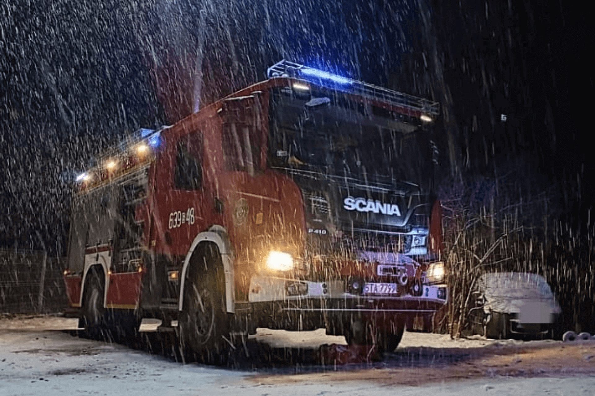 Osp wieszowa Osp wieszowa