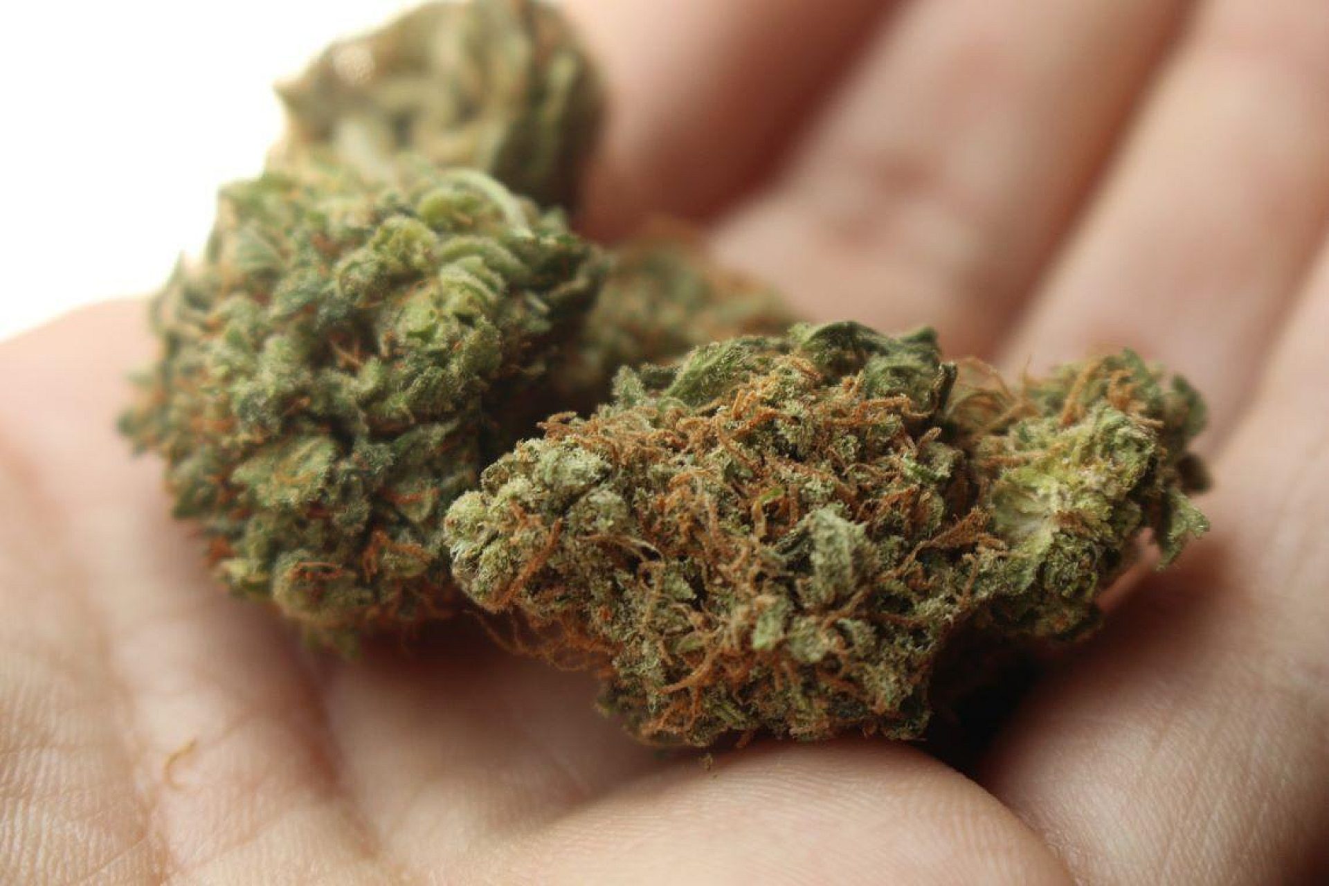 Marihuana tarnowskie gory Marihuana tarnowskie gory