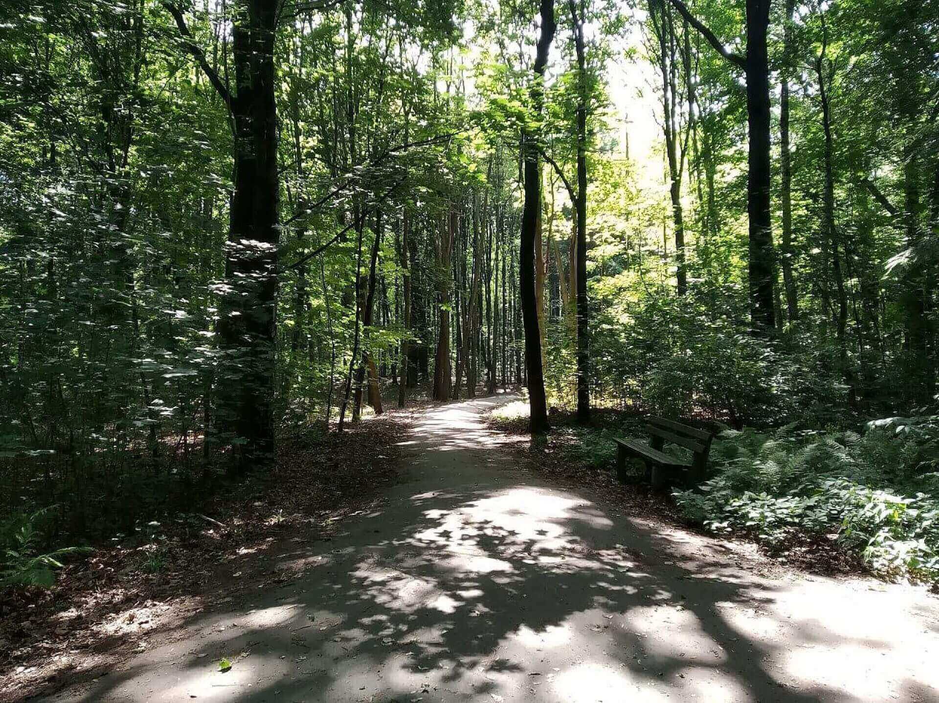 Park Repecki w Tarnowskich Górach Park Repecki w Tarnowskich Górach