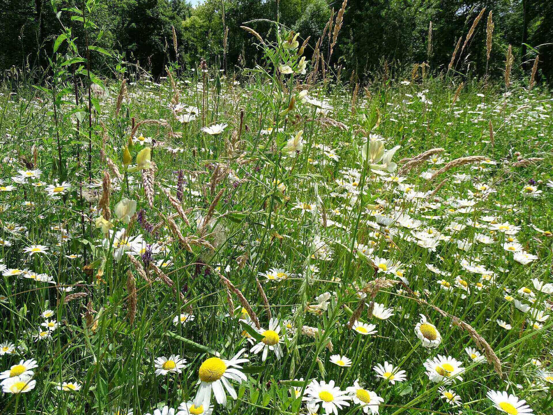 Śląski ogród botaniczny w radzionkowie 2023 Śląski ogród botaniczny w radzionkowie 2023