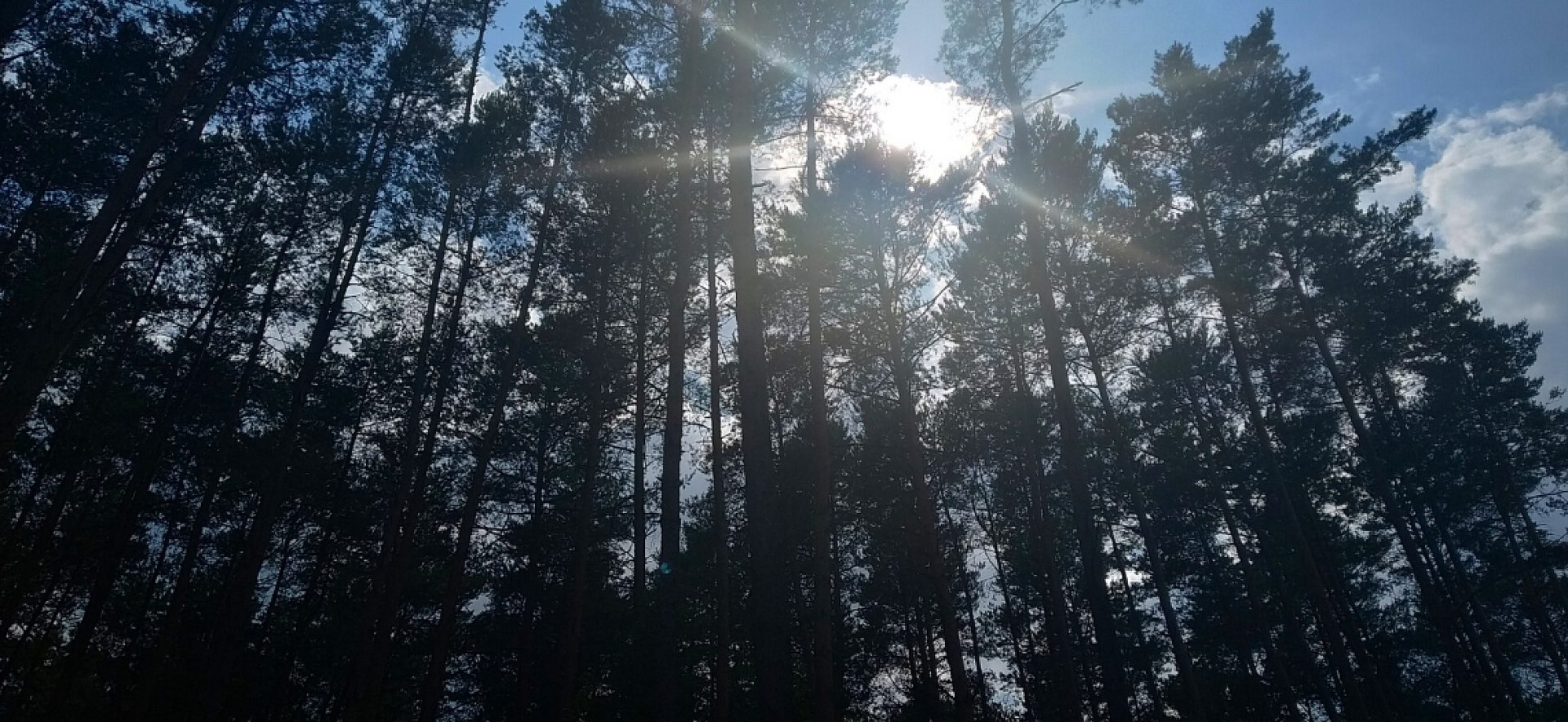 Nadleśnictwo Brynek Nadleśnictwo Brynek