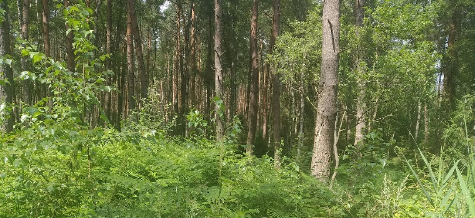 Nadleśnictwo brynek 2 Nadleśnictwo brynek 2