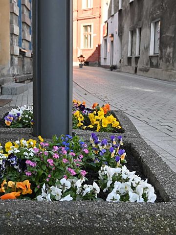 Kwiaty w Tarnowskich Górach Kwiaty w Tarnowskich Górach