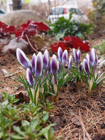 Krokusy Krokusy