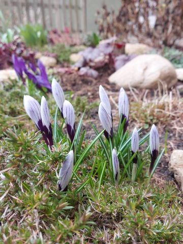 Krokusy Osiedle Przyjaźń Krokusy Osiedle Przyjaźń