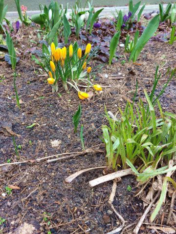 Wiosna 2023 Tarnowskie Góry Wiosna 2023 Tarnowskie Góry