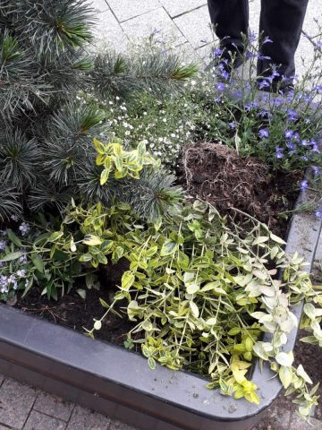 Winowajca został zarejestrowany przez miejski monitoring Winowajca został zarejestrowany przez miejski monitoring