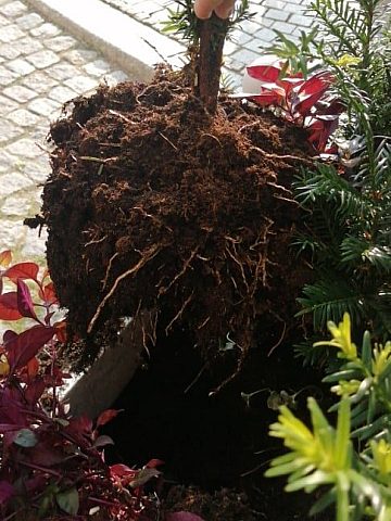 Winowajca został zarejestrowany przez miejski monitoring Winowajca został zarejestrowany przez miejski monitoring