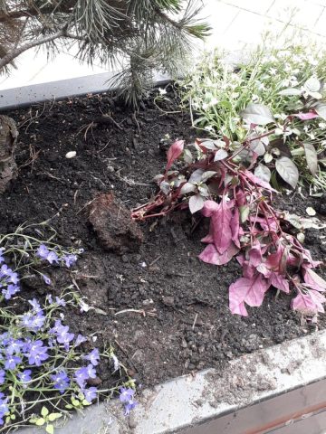 Winowajca został zarejestrowany przez miejski monitoring Winowajca został zarejestrowany przez miejski monitoring