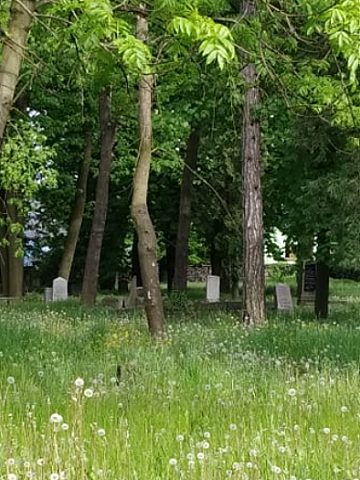 Cmentarz żydowski w Tarnowskich Górach Cmentarz żydowski w Tarnowskich Górach