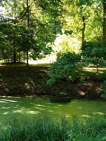 Ogród botaniczny w Brynku Ogród botaniczny w Brynku
