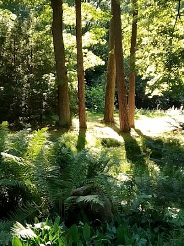 Ogród botaniczny w Brynku Ogród botaniczny w Brynku