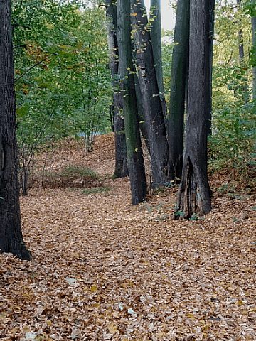 Park Miejski w Tarnowskich Górach 9 Park Miejski w Tarnowskich Górach 9