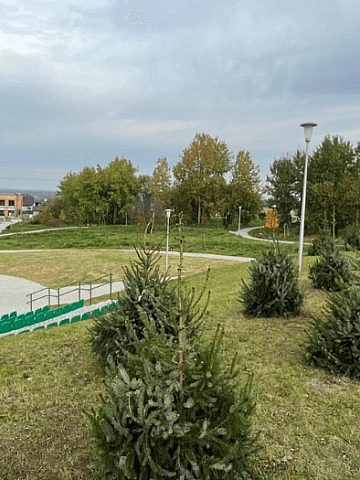 Tarnogórzanie sadzą nowe drzewka Tarnogórzanie sadzą nowe drzewka