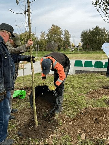 Tarnogórzanie sadzą nowe drzewka Tarnogórzanie sadzą nowe drzewka