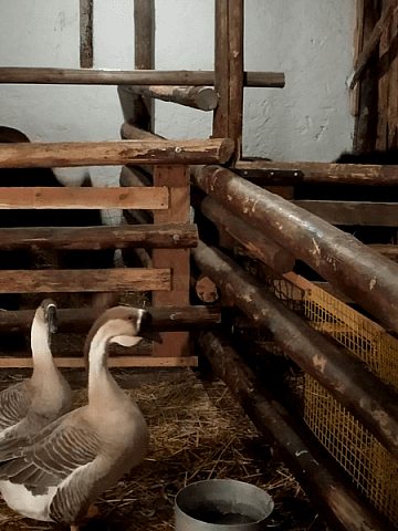 Żywa stajenka w Strzybnicy Żywa stajenka w Strzybnicy