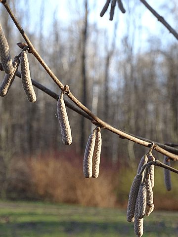Śląski Ogród Botaniczny w Radzionkowie Śląski Ogród Botaniczny w Radzionkowie