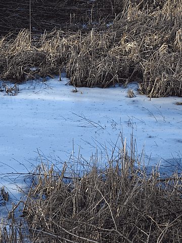Śląski Ogród Botaniczny w Radzionkowie Śląski Ogród Botaniczny w Radzionkowie