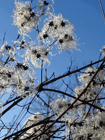 Śląski Ogród Botaniczny w Radzionkowie Śląski Ogród Botaniczny w Radzionkowie