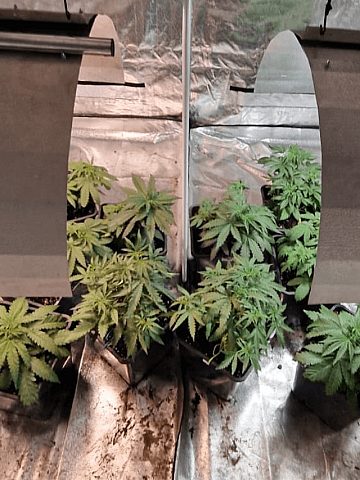 Policjanci zlikwidowali plantację konopi Policjanci zlikwidowali plantację konopi