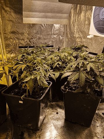 Policjanci zlikwidowali plantację konopi Policjanci zlikwidowali plantację konopi