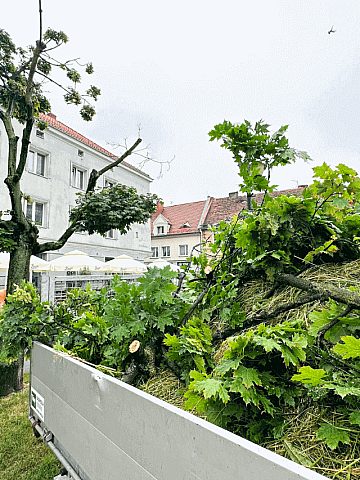 Skutki burzy w Tarnowskich Górach Skutki burzy w Tarnowskich Górach