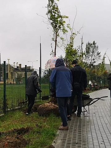 Posadź własne drzewo w Tarnowskich Górach! Posadź własne drzewo w Tarnowskich Górach!