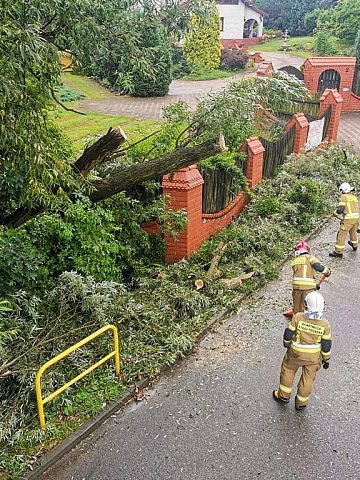 Złamane drzewo w Reptach Śląskich Złamane drzewo w Reptach Śląskich