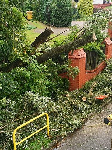 Złamane drzewo w Reptach Śląskich Złamane drzewo w Reptach Śląskich