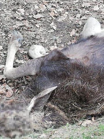 Los zderzenie kalety miasteczko slaskie Los zderzenie kalety miasteczko slaskie