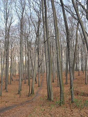 Sadzenie drzew osiedle przyjazn 2 Sadzenie drzew osiedle przyjazn 2