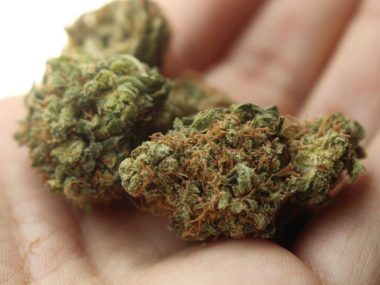 Marihuana tarnowskie gory Marihuana tarnowskie gory